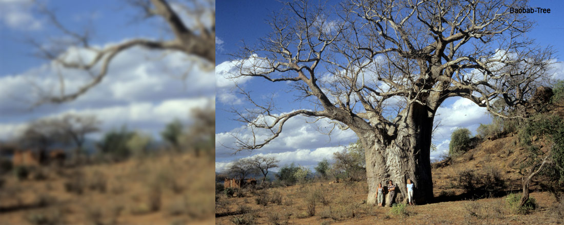 Plants of Africa