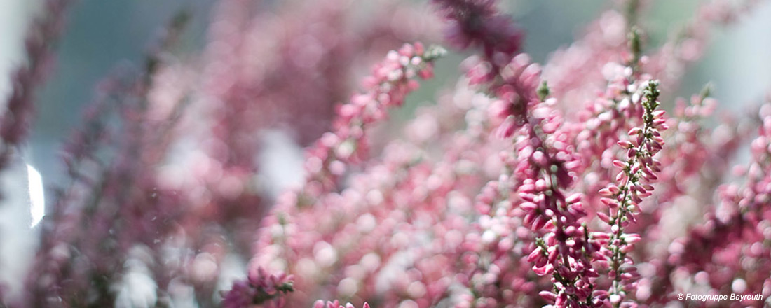 Ausstellung Fotogruppe Bayreuth im Ökologisch-Botanischen Garten der Uni Bayreuth