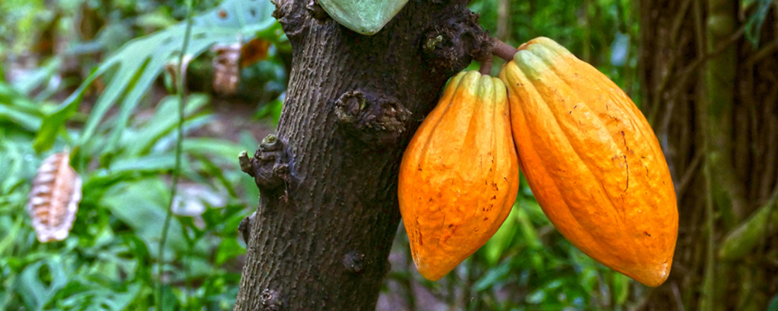 Citrusfrucht - Buddha - Finger