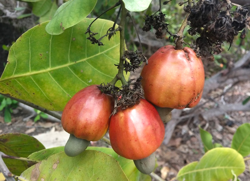 Cashew - Nuss