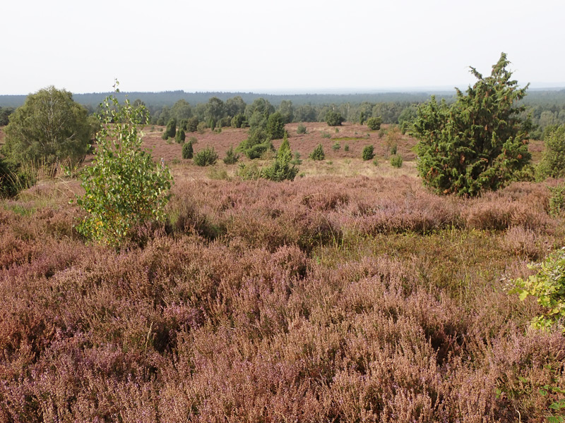 Lüneburger Heide